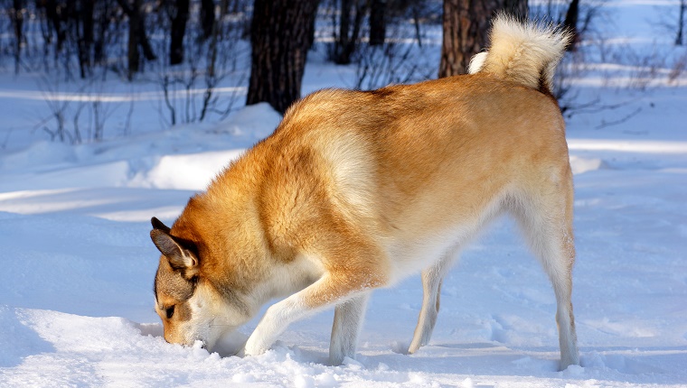 Rez dogs claim responsibility for garbage attack – Walking Eagle News