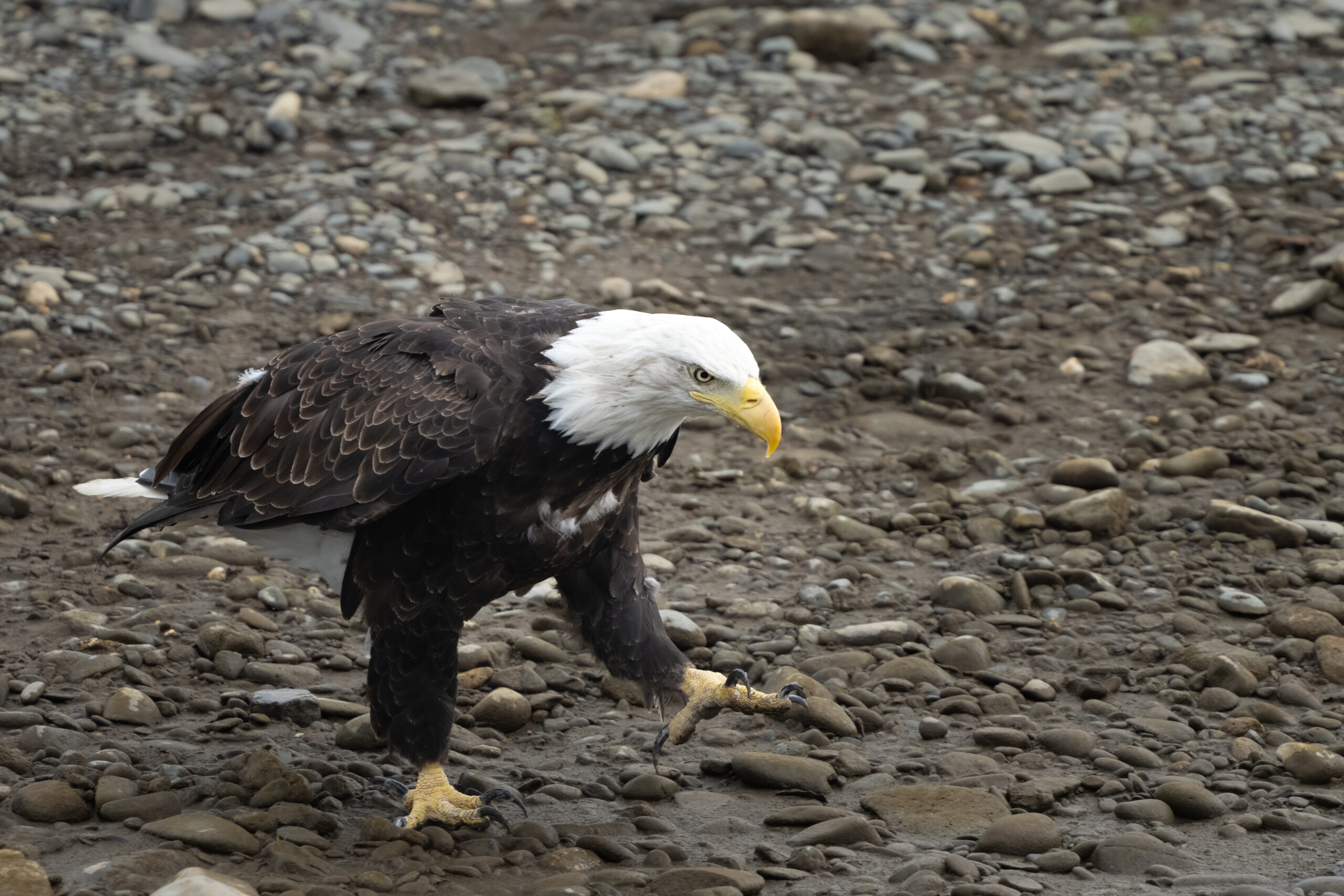 A bald eagle walks on a shoreline.